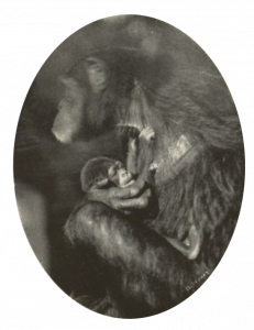 Primer Mono nacido en cautiverio en cuba